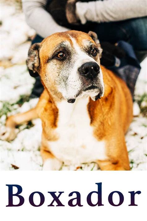 Boxer and Lab Mix 的图像结果