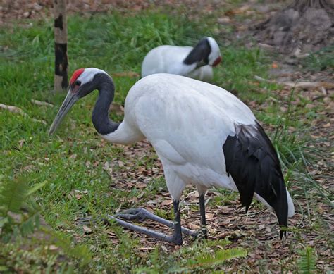 Pictures and information on Red-crowned Crane | Red-crowned crane ...