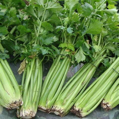 Organic Celery Tall Utah – fragrant stalks, winter harvest – myBageecha