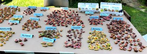 Fig Tree Types 的图像结果