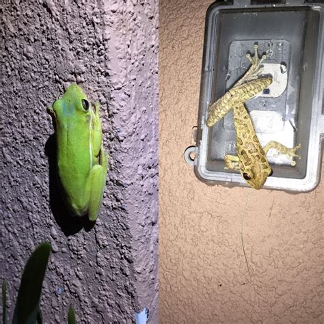 Image result for Alaskan Tree Frog