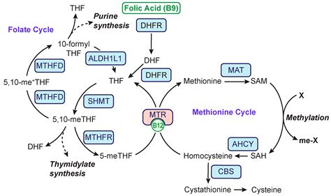 Folate Absorption