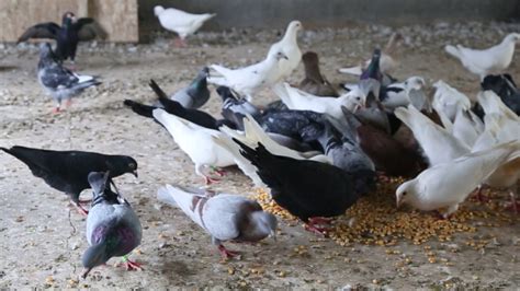 养鸽日记饲养管理之——生产鸽的管理3_种鸽-肉鸽-天成鸽业养殖基地