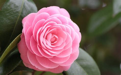 lovely-pink-rose | Wonderful flowers, Beautiful flowers, Beautiful pink ...
