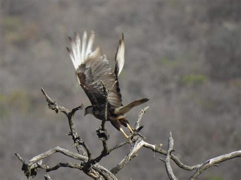 Travel with Kevin and Ruth: First thing we saw was Mexico's national bird