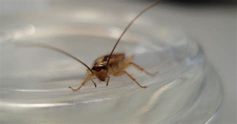 Cockroach Reaction 的图像结果