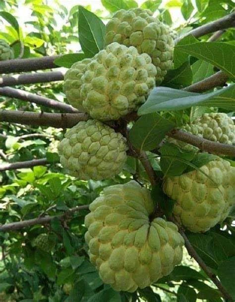 Custard Apple Plant hybird with pot : Amazon.in: Garden & Outdoors