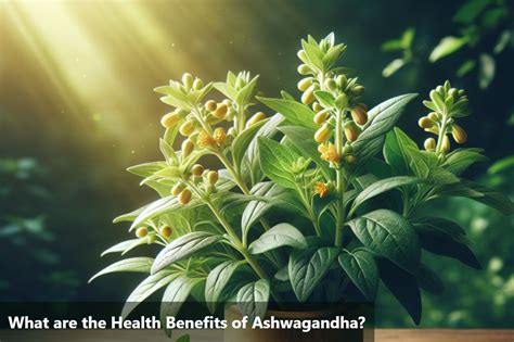 Ashwagandha Health Benefits: Improve Your Health Naturally – DiabeSmart