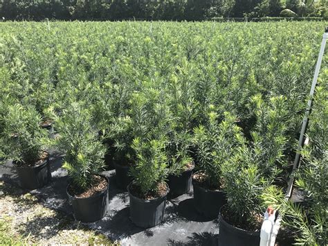 Atlas Peat And Soil Inc