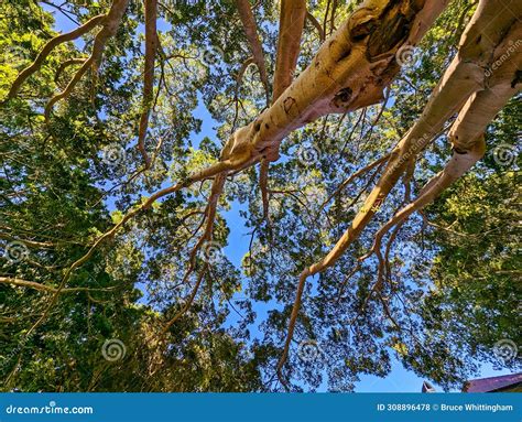 Blue Sky Showing through the Top of a Tall Gum Tree, Australia Stock ...