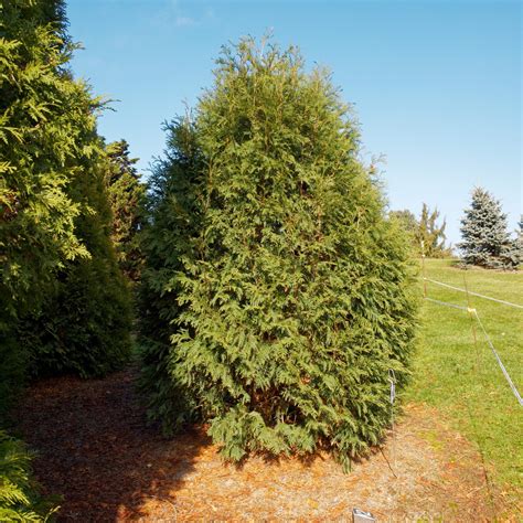 Thuja occidentalis 'Techny' ~ Techny Arborvitae - Schneider Nursery