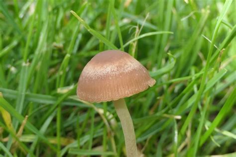 Panaeolina foenisecii – Heudüngerling ? - Pilzbestimmung u. Bestimmungshilfe - Pilzforum.eu