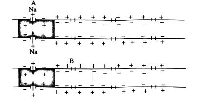 During nerve impulse conduction, current flows