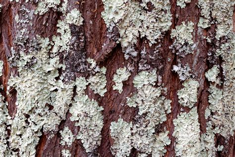 Rugby Wallpaper 的图像结果