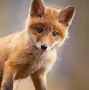 Image result for Cutest Baby Fox in the World