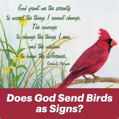 Red cardinal biblical meaning a symbolic sign from god – Artofit
