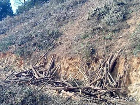 陕西农户称承包林地的4500株核桃树遭当地村委会砍伐：事前根本没有通知