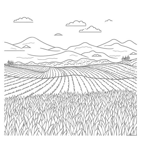Corn Fields Drawing