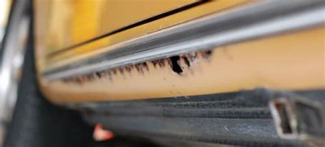 Image result for Wax Rust