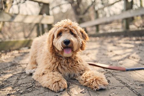Image result for Labradoodle