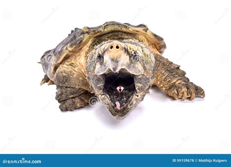 Image result for Alligator Snapping Turtle Cartoon