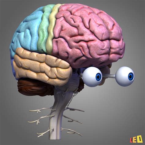 Human Brain 3D Model $99 - .3ds .lwo .ma .obj .max - Free3D