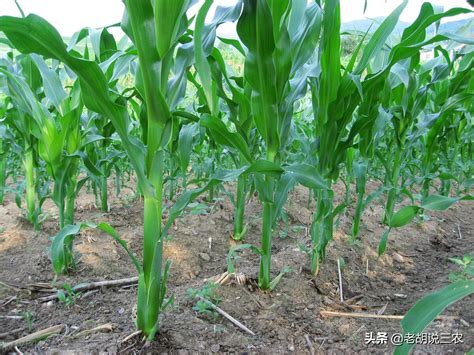 玉米种植方法，玉米种植方法及管理|admin_人人点
