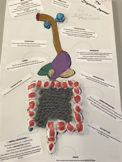 Image result for Digestive System Making Model