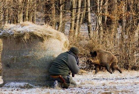 Охота на кабана с подхода – секреты и особенности