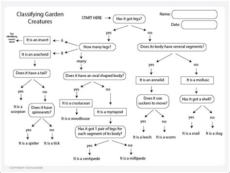 Classification Key for Kids 的图像结果