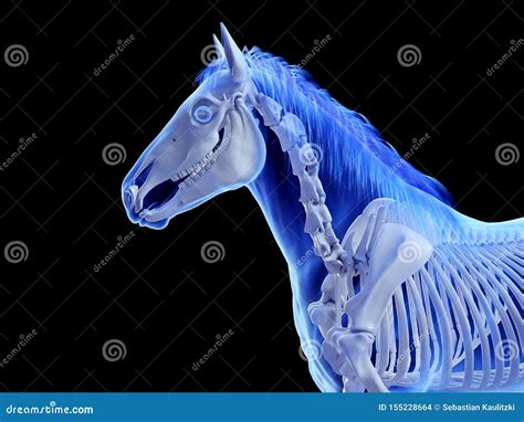 The equine skeletal system stock illustration. Illustration of graphic ...