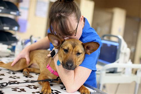 About Us - Mountain View Animal Emergency