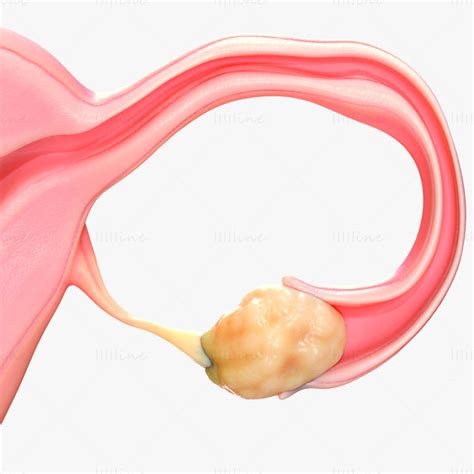 Image result for Reproductive System 3D Model