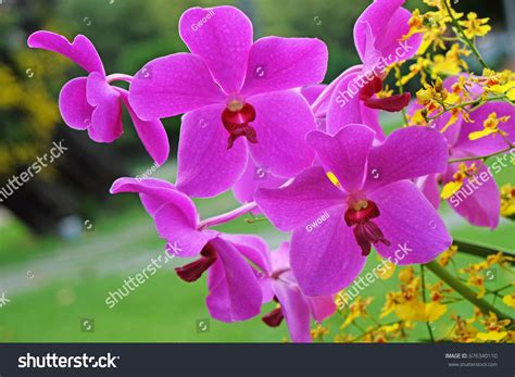 Purple Color Orchid Cultivar Dendrobium Hybrida Stock Photo 676340110 ...