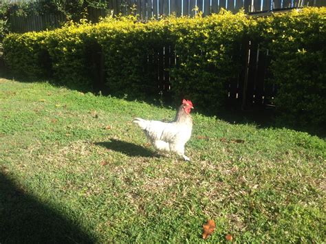 what breed is henny penny? | BackYard Chickens - Learn How to Raise ...