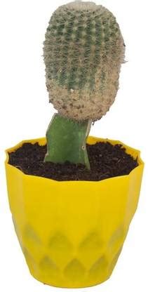 JESAA GREENS Moon Cactus Plant Price in India - Buy JESAA GREENS Moon ...