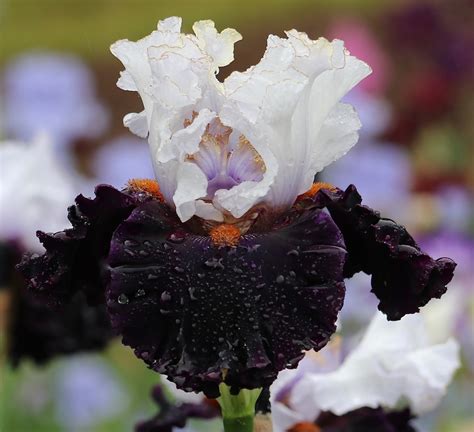 Image result for Shivers