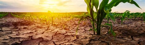 Cambio Climático En La Agricultura: Consejos De Adaptación