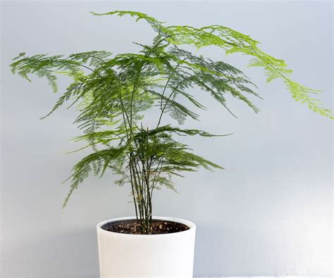Asparagus Fern Plant Care