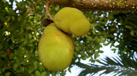 Why You Might Consider Why Not To Eat Jackfruit More Often
