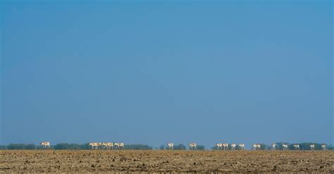 Animal Collective | Nature inFocus