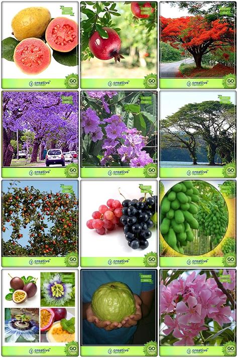 Creative Farmer Seeds Packet Combo Tree Seeds : Jacaranda Mimosafolia ...