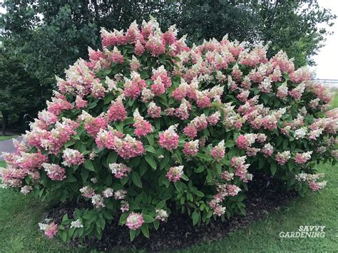 Hydrangea Tree Fall Care 的图像结果