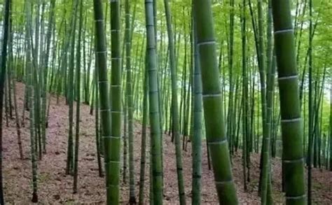 种竹子和风水息息相关，竹子的种植门道，你知道吗？-绿宝园林网