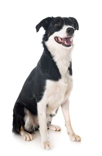 Border collie in studio | Premium Photo