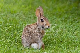 Image result for Bunny Rabbit Smiling