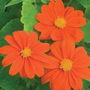ANGIOOUTLETS Tithonia mixed Seeds Pack of 30 Seeds Seed Price in India ...