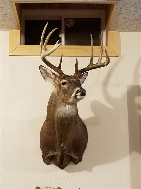 1/4 Turn Deer Mount 143" | Taxidermy Deer
