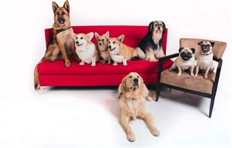 From Paul Anka to Lady Dynamite Pugs Meet the famous dogs of Netflix ...