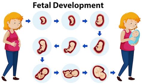 Image result for Embryonic Development Crash Course